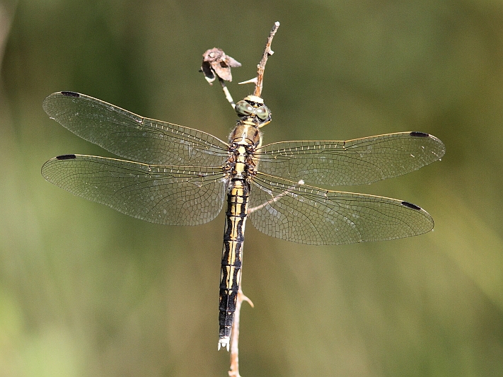 J14_1731  Orthetrum albistylum female.JPG